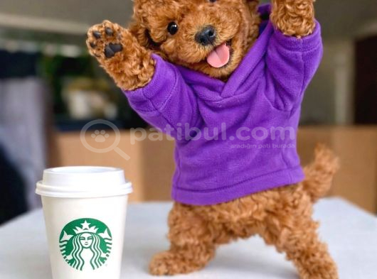 Toy poodle yavrular