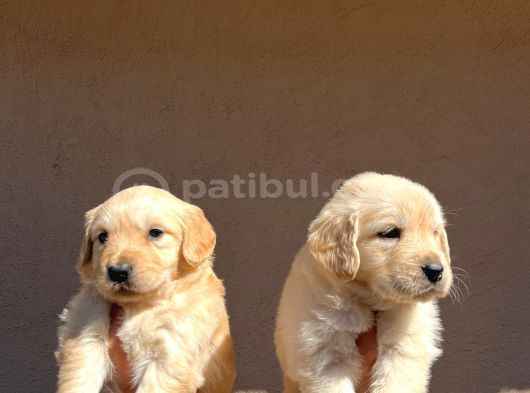Baby face golden retriever