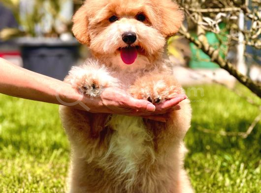 Eğitim Merkezinde Maltipoo Yavruları İstanbul görsel