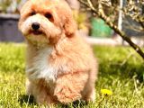 Eğitim merkezinde maltipoo yavruları İstanbul