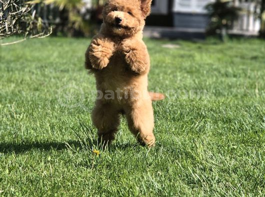 Eğitimli Poodle yavrulari İstanbul
