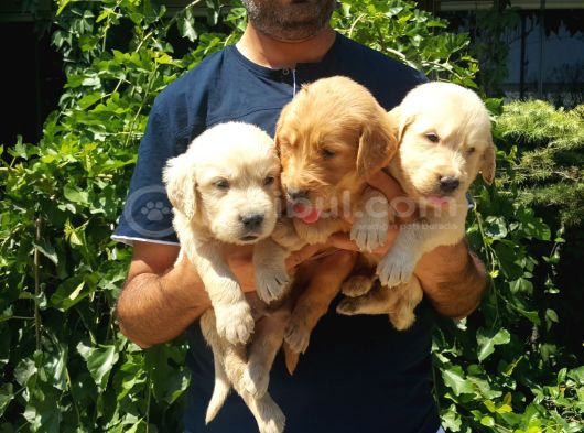 Mükemmel Kalite Küt Burun Baby Face Golden Retriever Yavru görsel