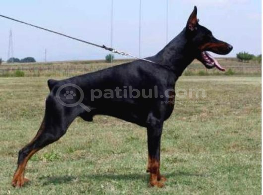 Safkan A Kalite European Doberman Yavruları görsel