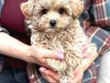 Malti̇poo Ci̇nsi̇ Yavrular Ev Üreti̇mi̇