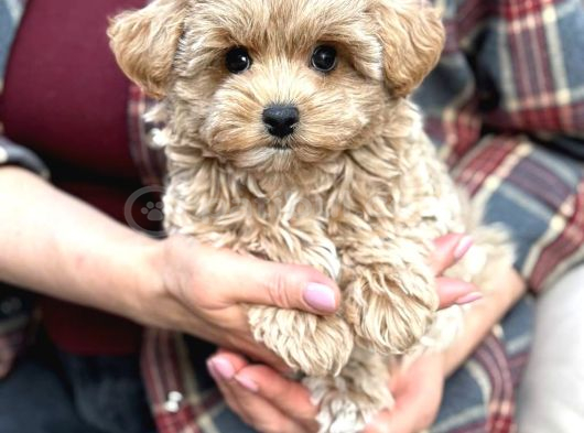 Malti̇poo Ci̇nsi̇ Yavrular Ev Üreti̇mi̇ görsel