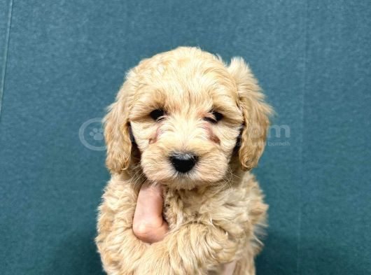 Malti̇poo Ci̇nsi̇ Yavrular Ev Üreti̇mi̇ görsel