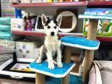 Ruhsatlı Çiftlikten Husky Yavruları