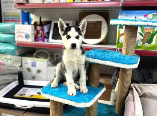 Ruhsatlı Çiftlikten Husky Yavruları görsel