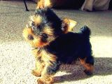 Safkan Irk Ve Sağlık Garantili Yorkshire Terrier Yavruları
