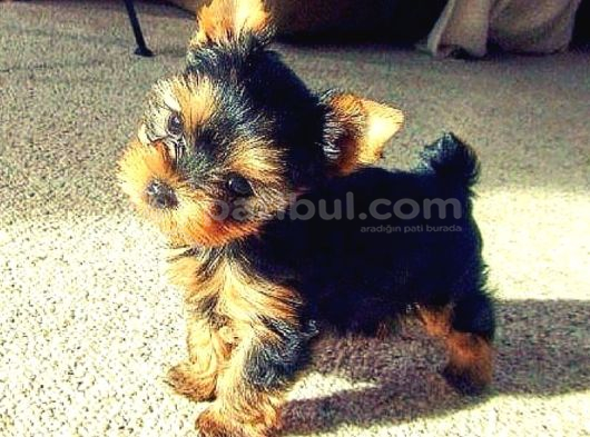 Safkan Irk Ve Sağlık Garantili Yorkshire Terrier Yavruları görsel