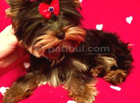 Safkan Irk Ve Sağlık Garantili Yorkshire Terrier Yavruları görsel