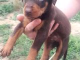 Safkan A Kalite European Doberman Yavruları