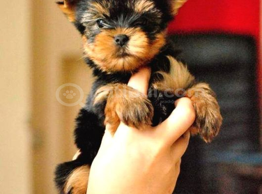 Safkan Irk Ve Sağlık Garantili Yorkshire Terrier Yavruları görsel