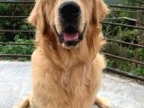 Mükemmel Kalite Küt Burun Baby Face Golden Retriever Yavru