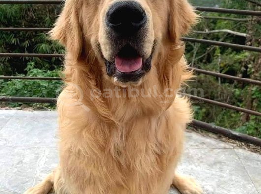 Mükemmel Kalite Küt Burun Baby Face Golden Retriever Yavru görsel