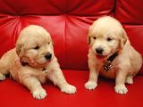 Mükemmel Kalite Küt Burun Baby Face Golden Retriever Yavru