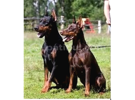 Safkan A Kalite European Doberman Yavruları görsel