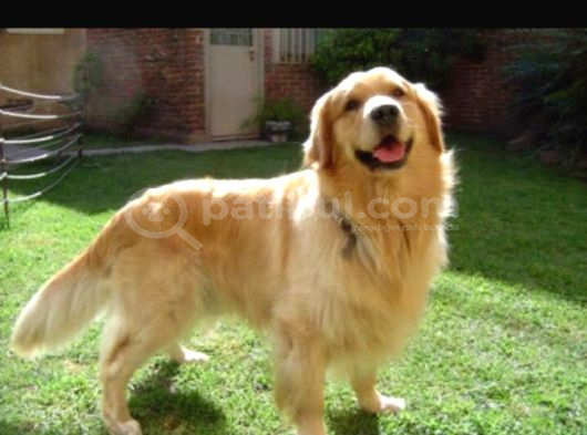 Mükemmel Kalite Küt Burun Baby Face Golden Retriever Yavru görsel