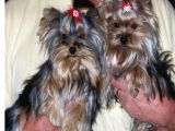 Safkan Irk Ve Sağlık Garantili Yorkshire Terrier Yavruları
