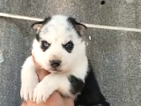 Ruhsatlı Çiftlikten Husky Yavruları