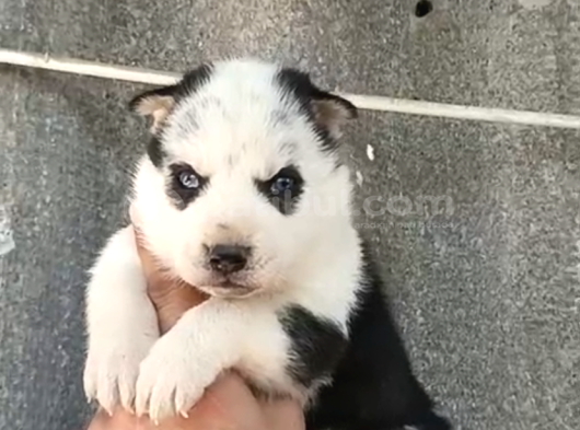 Ruhsatlı Çiftlikten Husky Yavruları görsel