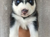 Ruhsatlı Çiftlikten Husky Yavruları