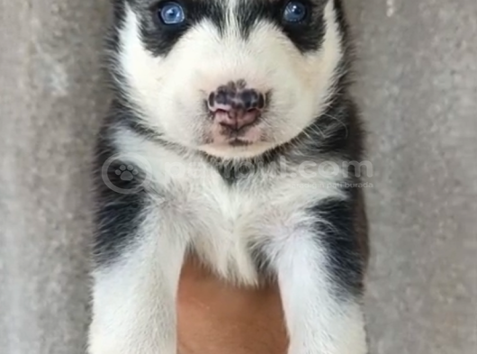 Ruhsatlı Çiftlikten Husky Yavruları görsel