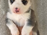 Ruhsatlı Çiftlikten Husky Yavruları