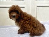 Red Malti̇poo Oğlumuz