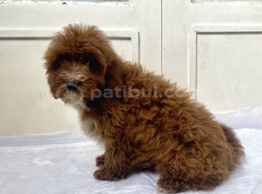 Red Malti̇poo Oğlumuz görsel