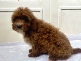 Red Malti̇poo Oğlumuz