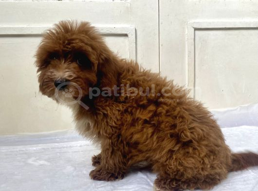 Red Malti̇poo Oğlumuz görsel