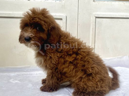 Red Malti̇poo Oğlumuz görsel