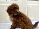 Red Malti̇poo Oğlumuz
