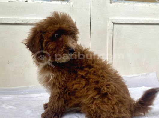 Red Malti̇poo Oğlumuz görsel