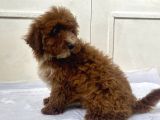 Red Malti̇poo Oğlumuz