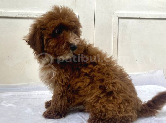 Red Malti̇poo Oğlumuz görsel