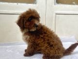 Red Malti̇poo Oğlumuz