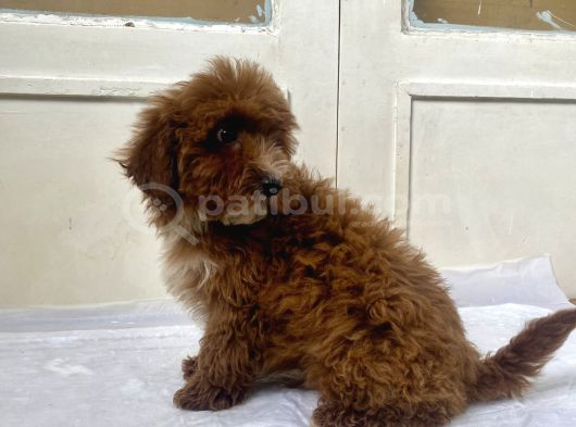 Red Malti̇poo Oğlumuz görsel