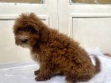 Red Malti̇poo Oğlumuz