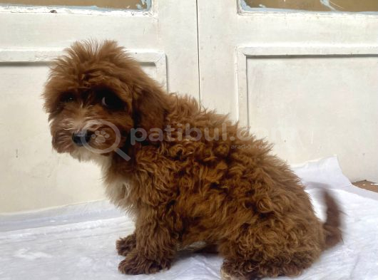 Red Malti̇poo Oğlumuz görsel