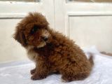 Red Malti̇poo Oğlumuz
