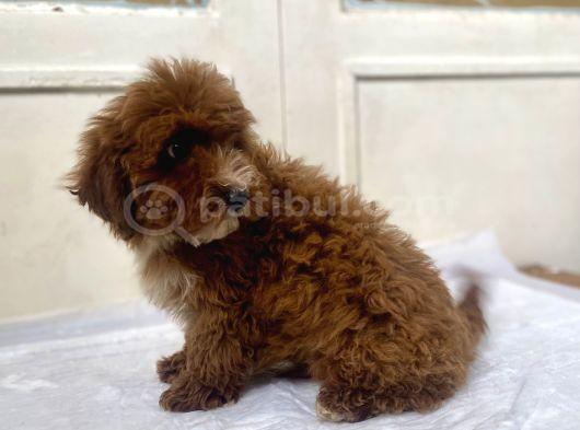 Red Malti̇poo Oğlumuz görsel