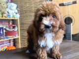 Mini Boy Malti̇poo Oglumuz
