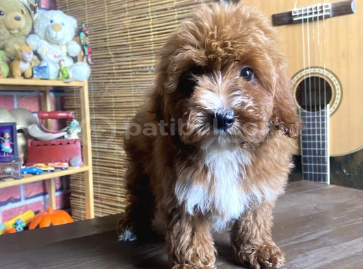 Mini Boy Malti̇poo Oglumuz görsel