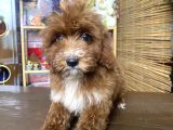 Mini Boy Malti̇poo Oglumuz