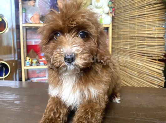 Mini Boy Malti̇poo Oglumuz görsel