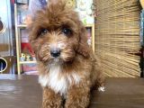 Mini Boy Malti̇poo Oglumuz
