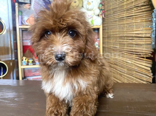 Mini Boy Malti̇poo Oglumuz görsel