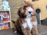Mini Boy Malti̇poo Oglumuz